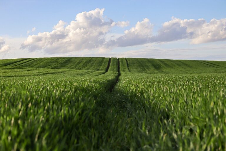 Read more about the article Commercial Agriculture: Models, Markets, and Sustainable Growth